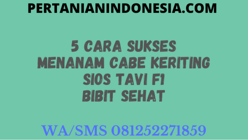 5 Cara Sukses Menanam Cabe Keriting Sios Tavi F1 Bibit Sehat