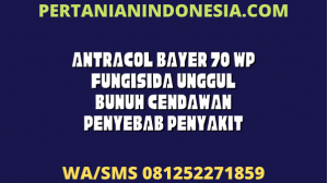 Antracol Bayer 70 WP Fungisida Unggul Bunuh Cendawan Penyebab Penyakit