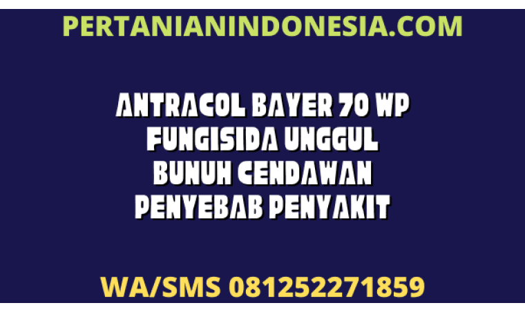 Antracol Bayer 70 WP Fungisida Unggul Bunuh Cendawan Penyebab Penyakit