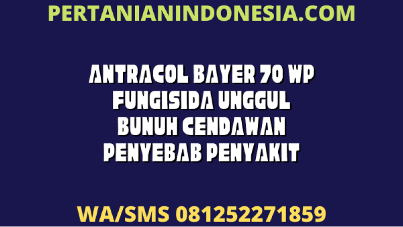 Antracol Bayer 70 WP Fungisida Unggul Bunuh Cendawan Penyebab Penyakit