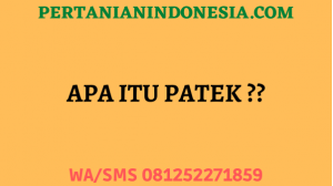 Apa Itu Patek ??
