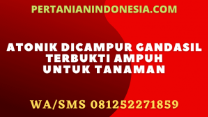 Atonik Dicampur Gandasil Terbukti Ampuh Untuk Tanaman