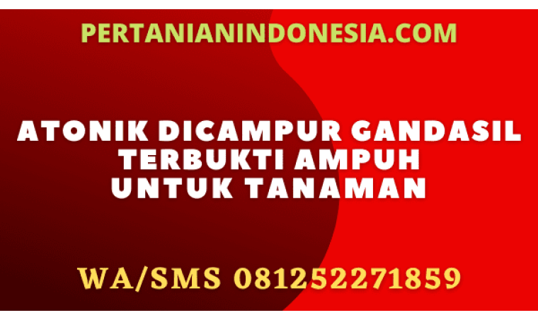 Atonik Dicampur Gandasil Terbukti Ampuh Untuk Tanaman