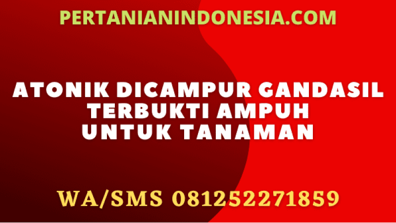 Atonik Dicampur Gandasil Terbukti Ampuh Untuk Tanaman
