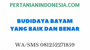 BUDIDAYA BAYAM YANG BAIK DAN BENAR