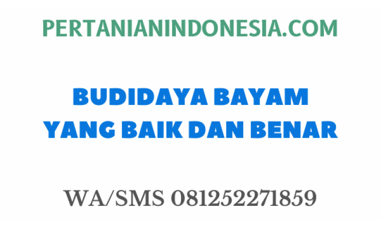 BUDIDAYA BAYAM YANG BAIK DAN BENAR