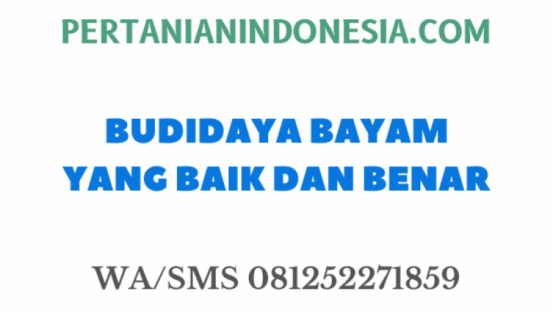 BUDIDAYA BAYAM YANG BAIK DAN BENAR