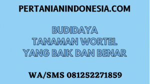 Budidaya Tanaman Wortel Yang Baik Dan Benar
