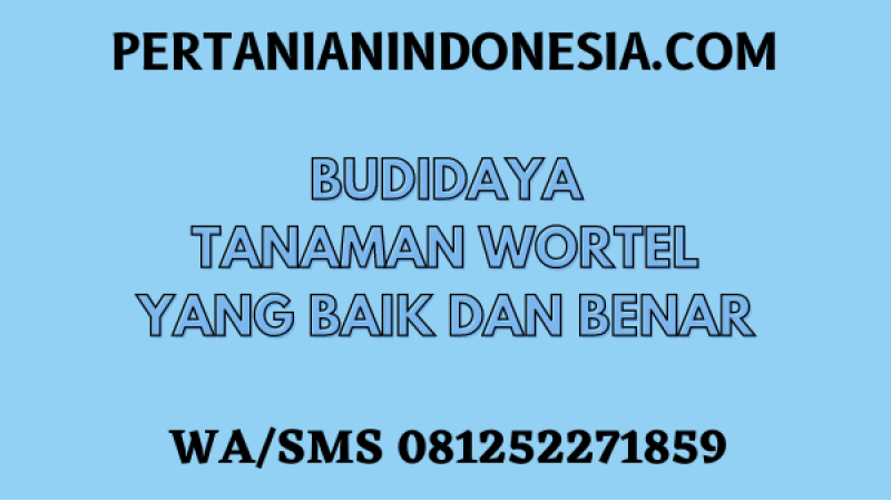 Budidaya Tanaman Wortel Yang Baik Dan Benar