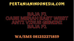 Baja F1 Cabe Merah East West Anti Virus Gemini