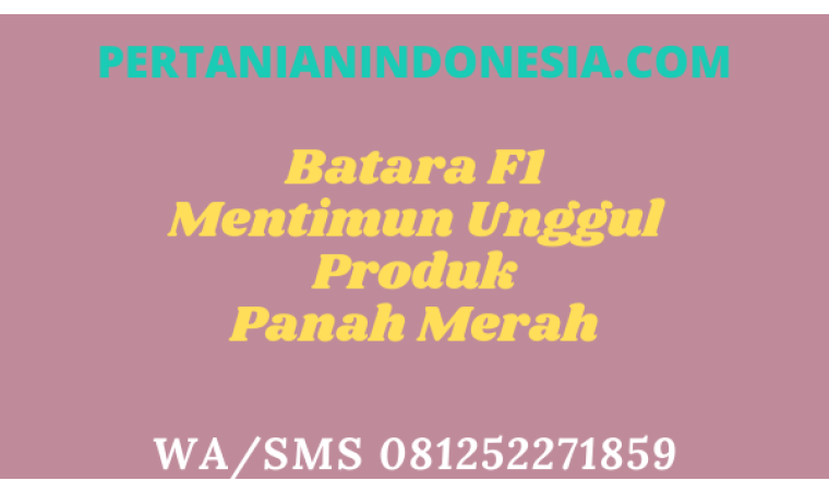 Batara F1 Mentimun Unggul Produk Panah Merah