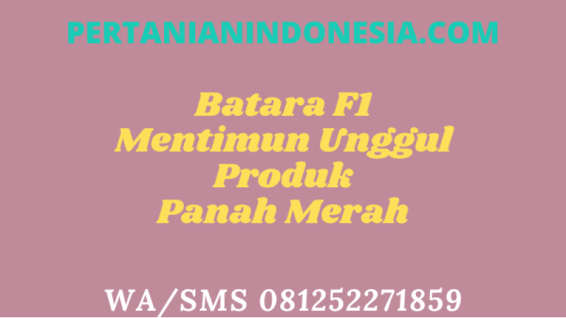 Batara F1 Mentimun Unggul Produk Panah Merah