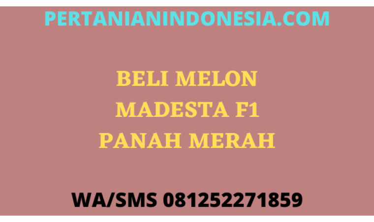 Beli Melon Madesta F1 Panah Merah Murah