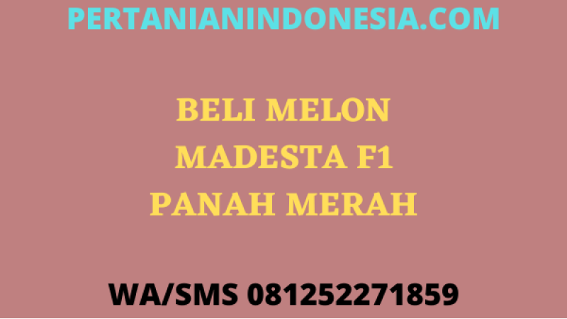 Beli Melon Madesta F1 Panah Merah Murah