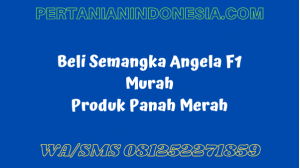 Beli Semangka Angela F1 Murah Produk Panah Merah
