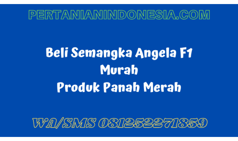 Beli Semangka Angela F1 Murah Produk Panah Merah