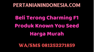 Beli Terong Charming F1 Produk Known You Seed Harga Murah