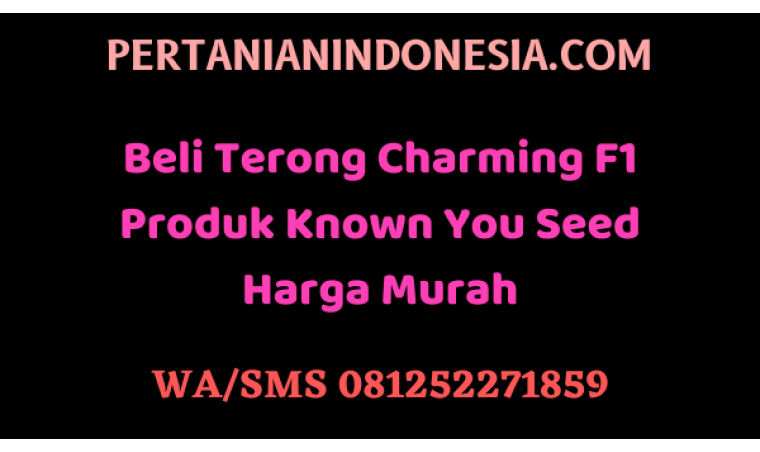 Beli Terong Charming F1 Produk Known You Seed Harga Murah