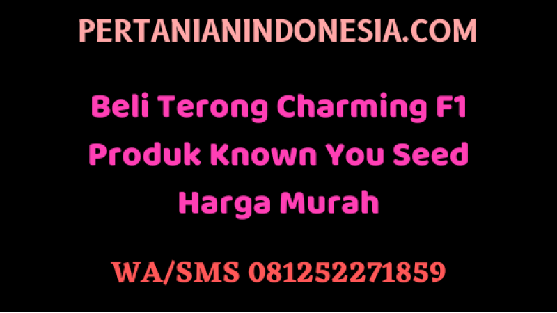 Beli Terong Charming F1 Produk Known You Seed Harga Murah