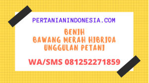 Benih Bawang Merah Hibrida Unggulan Petani