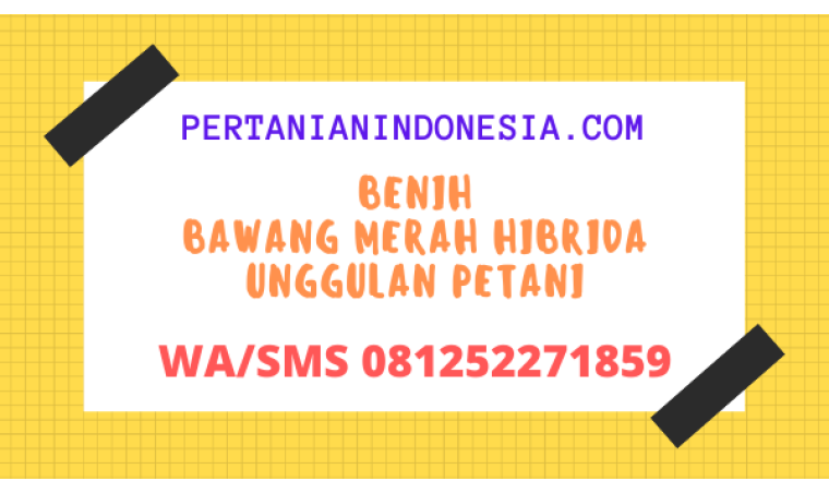 Benih Bawang Merah Hibrida Unggulan Petani