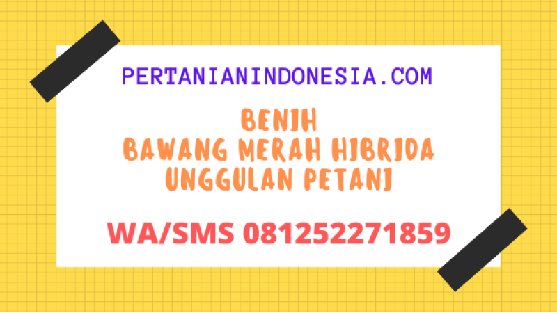 Benih Bawang Merah Hibrida Unggulan Petani