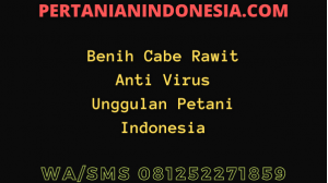 Benih Cabe Rawit Anti Virus Unggulan Petani Indonesia