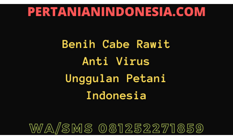 Benih Cabe Rawit Anti Virus Unggulan Petani Indonesia