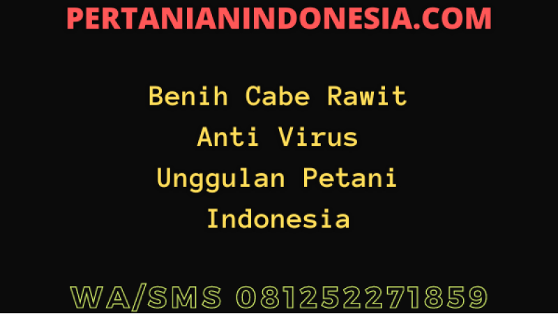 Benih Cabe Rawit Anti Virus Unggulan Petani Indonesia