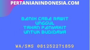 Benih Cabe Rawit Unggul Tahan Penyakit Untuk Budidaya