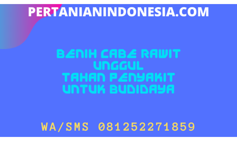 Benih Cabe Rawit Unggul Tahan Penyakit Untuk Budidaya