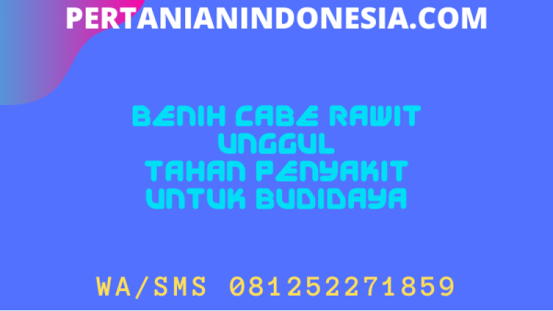 Benih Cabe Rawit Unggul Tahan Penyakit Untuk Budidaya
