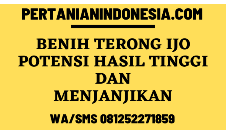 Benih Terong Ijo Potensi Hasil Tinggi Dan Menjanjikan