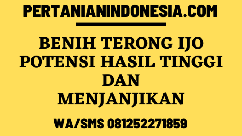 Benih Terong Ijo Potensi Hasil Tinggi Dan Menjanjikan