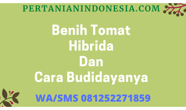Benih Tomat Hibrida Dan Cara Budidayanya