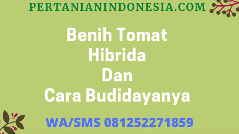 Benih Tomat Hibrida Dan Cara Budidayanya