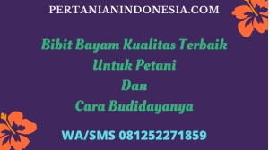 Bibit Bayam Kualitas Terbaik Untuk Petani Dan Cara Budidayanya