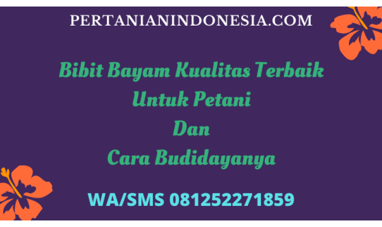 Bibit Bayam Kualitas Terbaik Untuk Petani Dan Cara Budidayanya