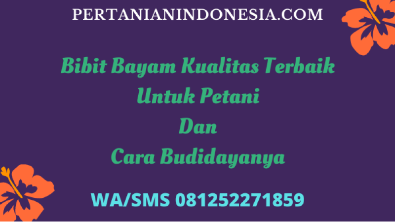 Bibit Bayam Kualitas Terbaik Untuk Petani Dan Cara Budidayanya