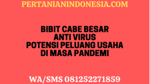 Bibit Cabe Besar Anti Virus Potensi Peluang Usaha Di Masa Pandemi