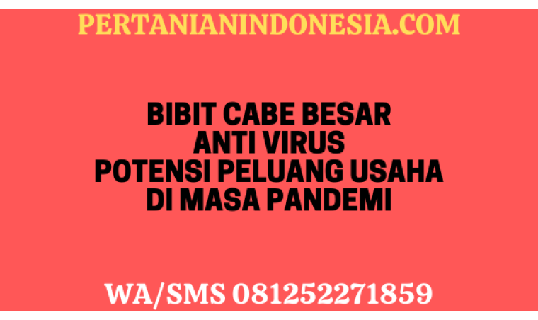 Bibit Cabe Besar Anti Virus Potensi Peluang Usaha Di Masa Pandemi