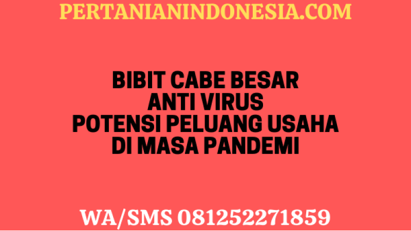 Bibit Cabe Besar Anti Virus Potensi Peluang Usaha Di Masa Pandemi