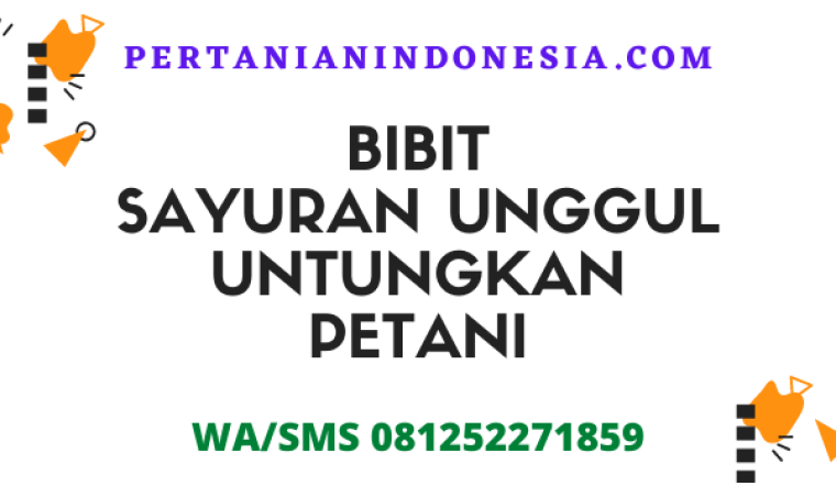 Bibit Sayuran Unggul Untungkan Petani