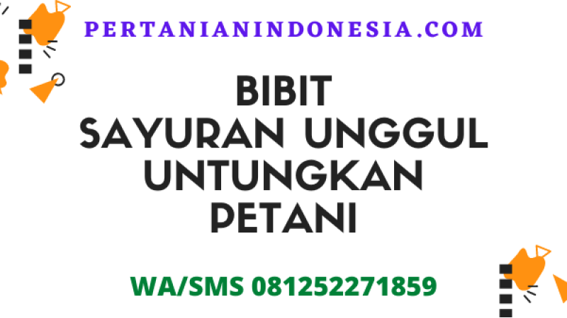 Bibit Sayuran Unggul Untungkan Petani