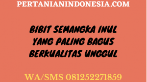 Bibit Semangka Inul Yang Paling Bagus Berkualitas Unggul