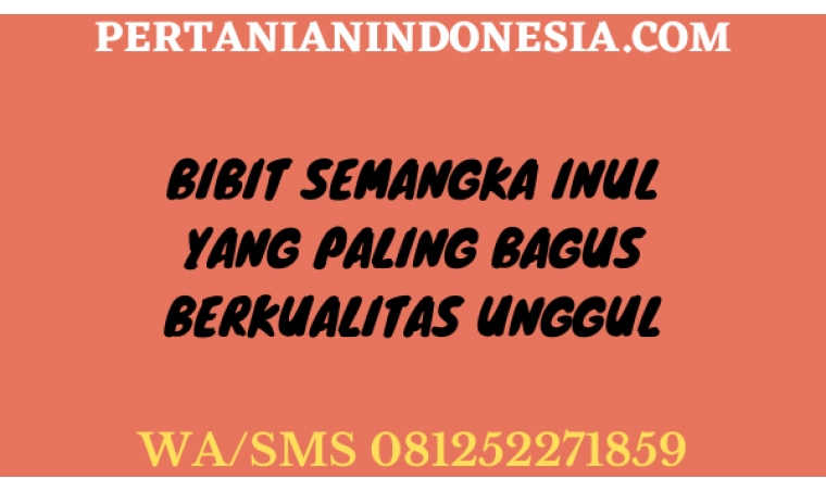 Bibit Semangka Inul Yang Paling Bagus Berkualitas Unggul