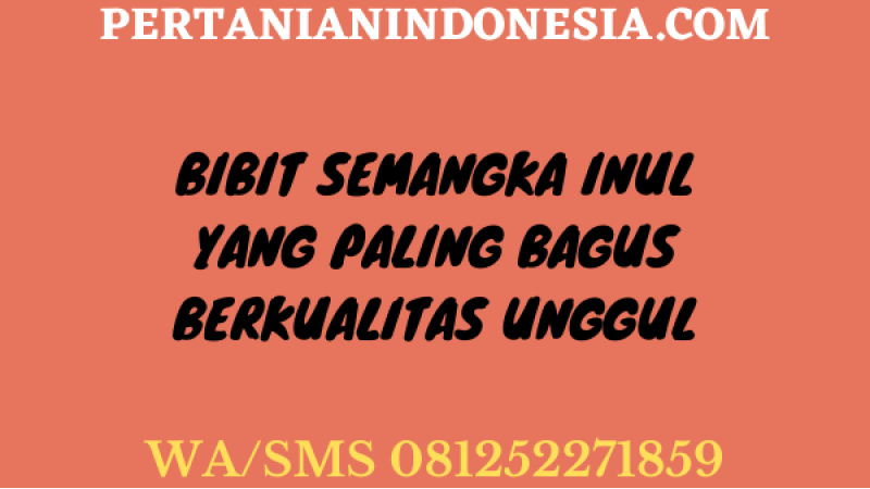 Bibit Semangka Inul Yang Paling Bagus Berkualitas Unggul
