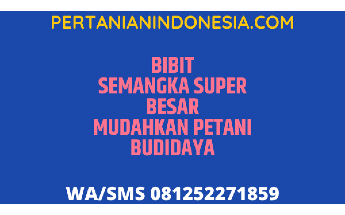 Bibit Semangka Super Besar Mudahkan Petani Budidaya
