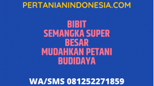 Bibit Semangka Super Besar Mudahkan Petani Budidaya