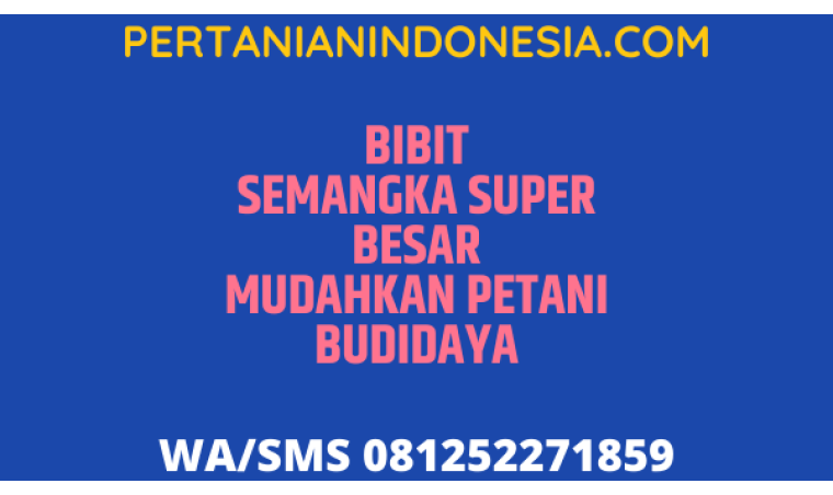 Bibit Semangka Super Besar Mudahkan Petani Budidaya